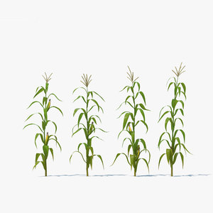 3D corn plant