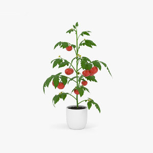 tomato plant 3D model