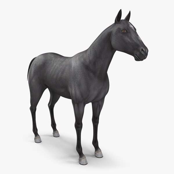 Horse Blender Models for Download TurboSquid