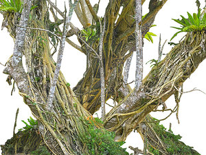 old jungle tree 3D model