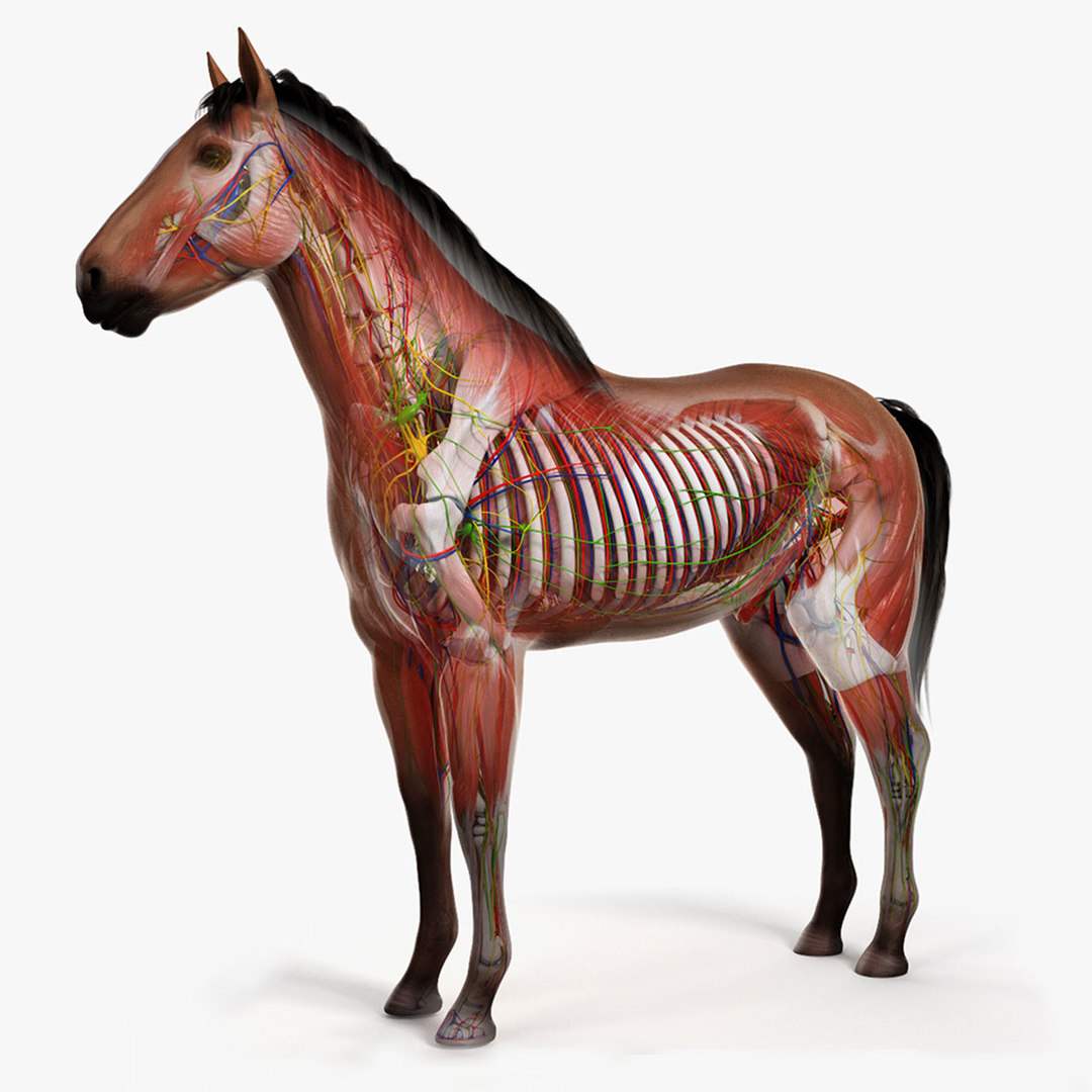 3D skin horse anatomy animation model - TurboSquid 1465543