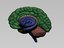 3D model brain
