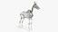 3D skin horse anatomy animation model