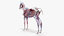 3D skin horse anatomy animation model