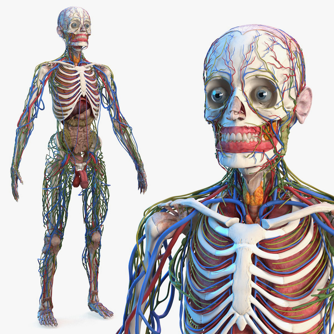 Male skeleton internal organs 3D - TurboSquid 1465677