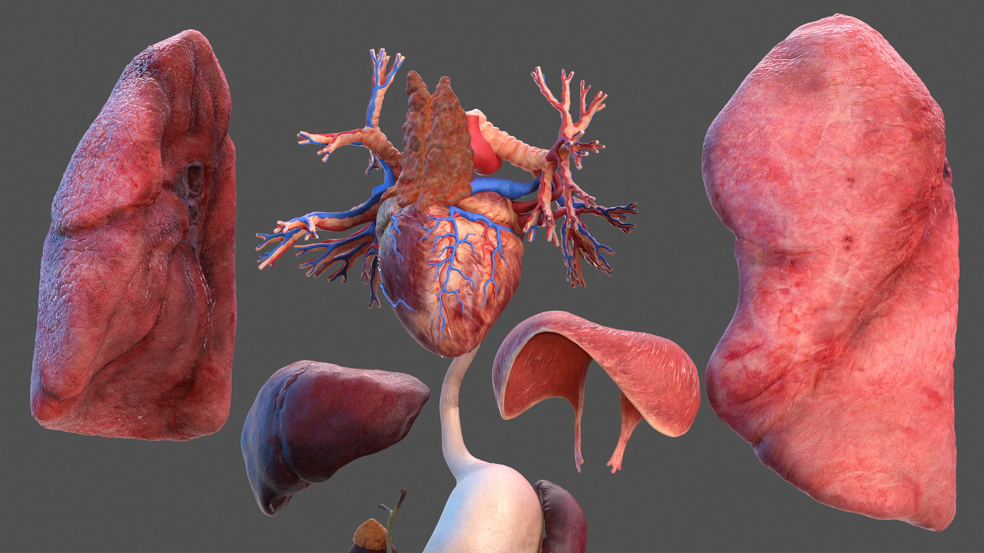 男性骨骼和内脏器官解剖3d模型