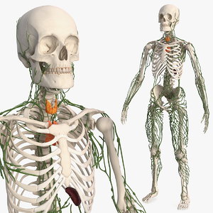 3D male skeleton lymphatic model