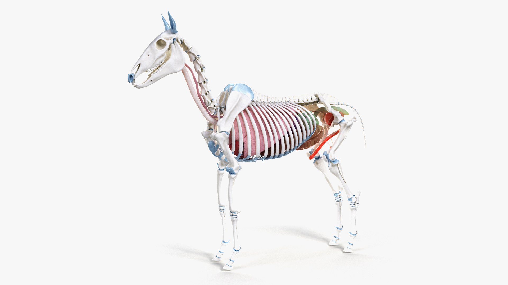 modèle 3D de Anatomie complète du cheval - TurboSquid 1465543