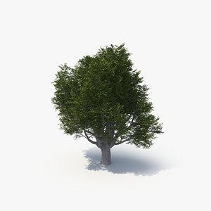 3D model ash tree