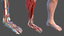 male leg anatomy skin human 3D model
