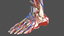 male leg anatomy skin human 3D model