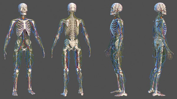 Mannliches Skelett Kardiovaskulares Lymphsystem Und Nervensystem 3d Modell Turbosquid 1466045