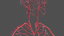 male skeleton cardiovascular lymphatic 3D model