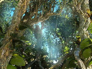 3D rain forest ecosystems pack