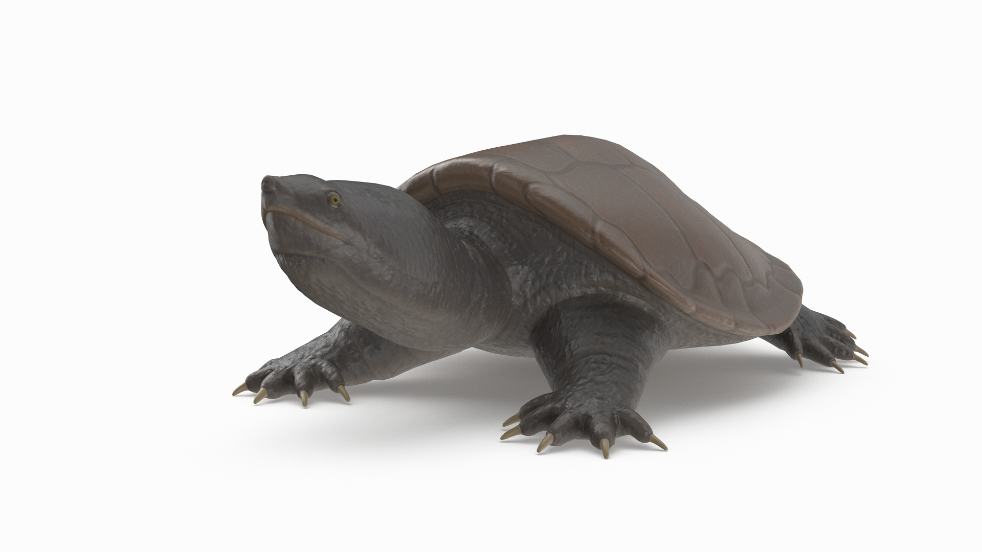 3D common snapping turtle model - TurboSquid 1466049