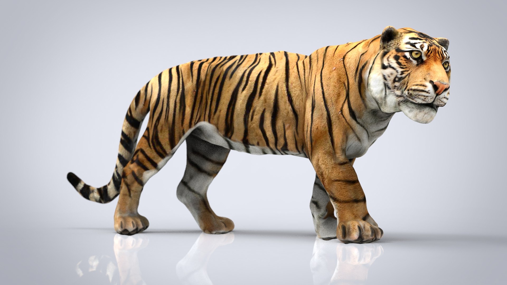 Три д животное. Тайгер Тайгер 3д. Тигр 3. Тигр animal 3d. 3д модель тигр сидячий.