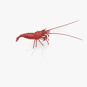 blood shrimp 3D model