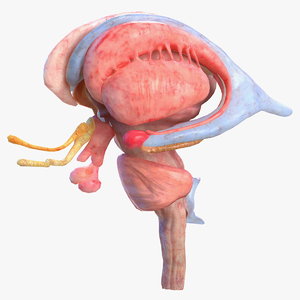 human brain midbrain left 3D model