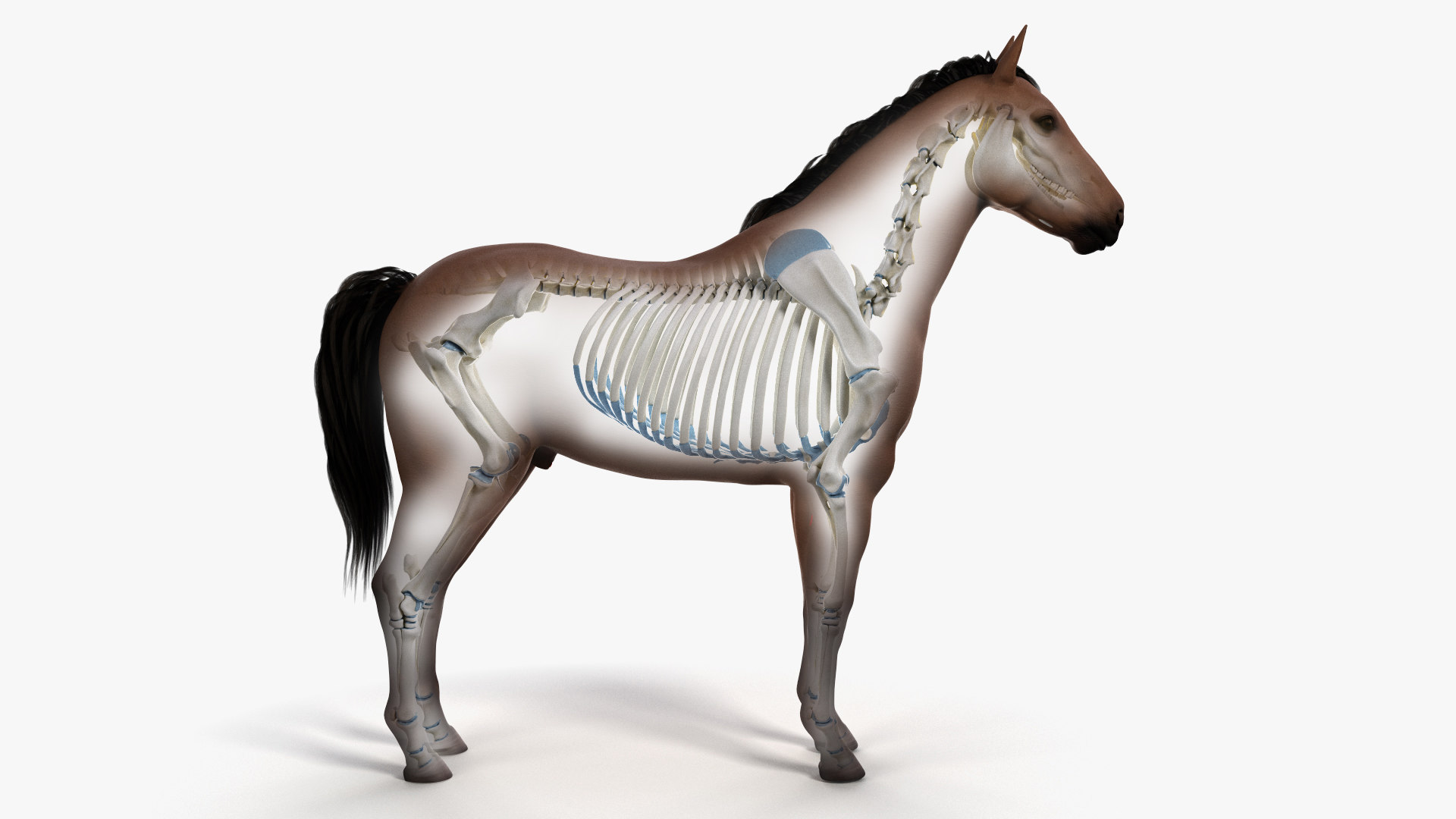 Skin horse sceleton skeleton animation 3D - TurboSquid 1466508