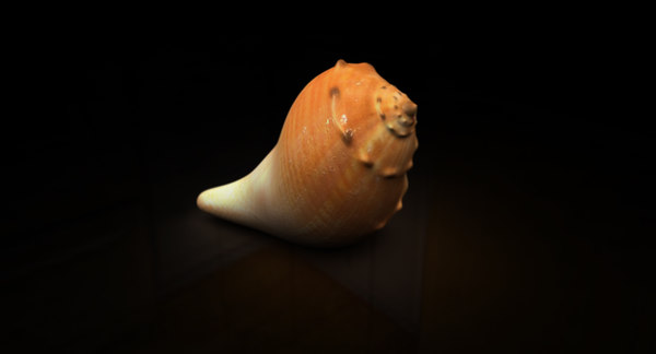 sea ocean shell 3D