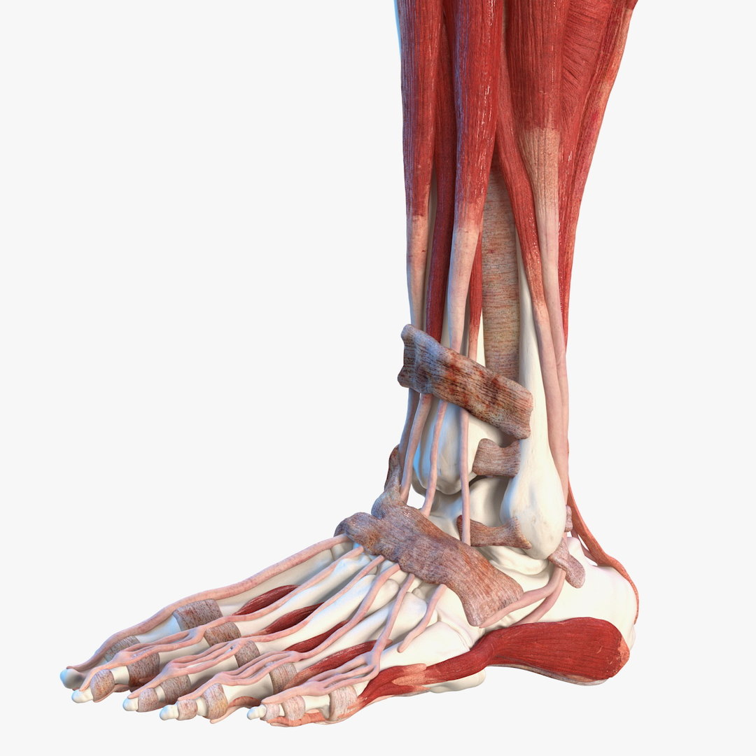 Male leg muscles bones human 3D model - TurboSquid 1466713