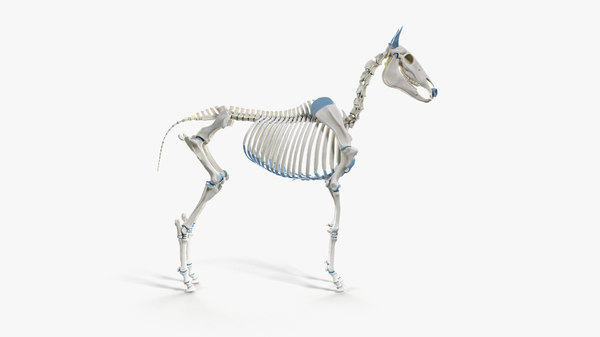 Skin horse skeleton muscles model - TurboSquid 1466747