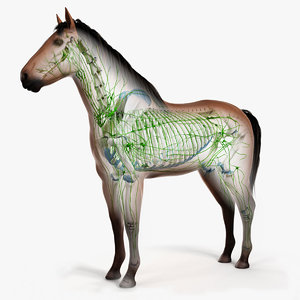 3D skin horse skeleton lymphatic