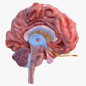 Brain 3D Models for Download | TurboSquid