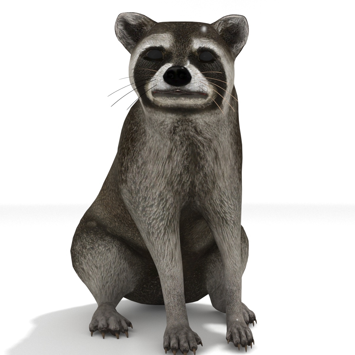 3D raccoon - TurboSquid 1467296