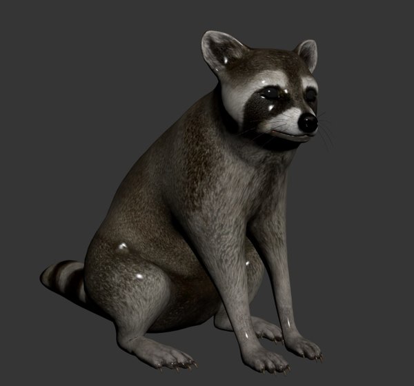 3D raccoon - TurboSquid 1467296