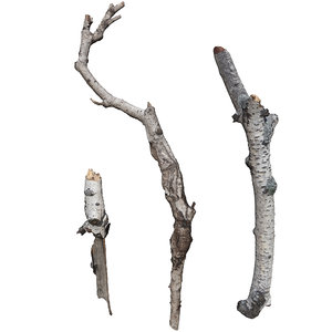 branches scan 3D