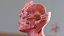anatomical male head neck model