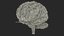 3D human brain anatomy model