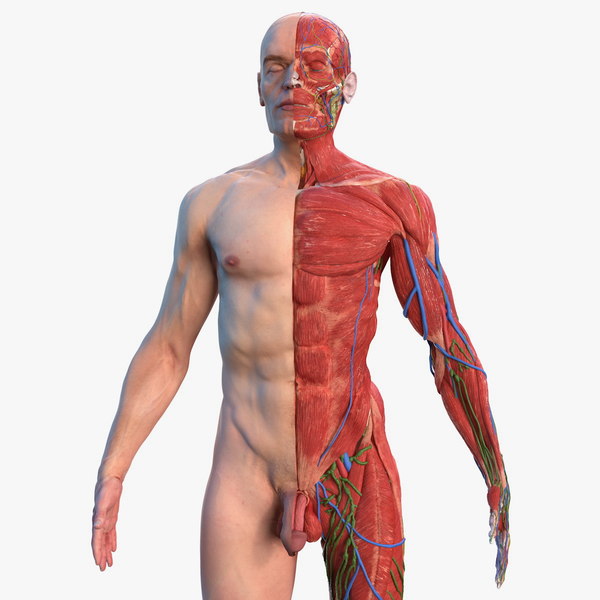 Komplette Mannliche Ganzkorperanatomie 3d Modell Turbosquid 1467454