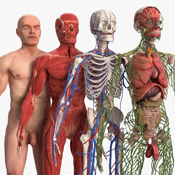 MaleFullBodyAnatomyandSkinmb3dmodel000.j