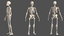 3D male body anatomy skin
