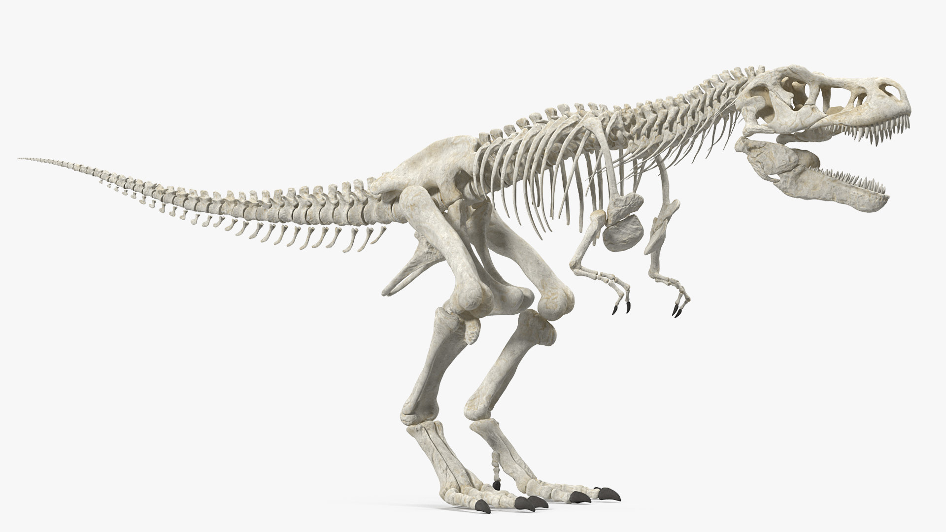 t rex skeleton model