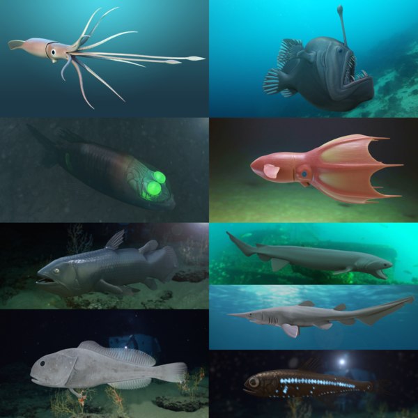 3D deep sea fish model - TurboSquid 1467566