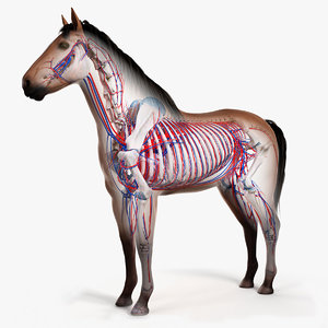 3D skin horse skeleton vascular model