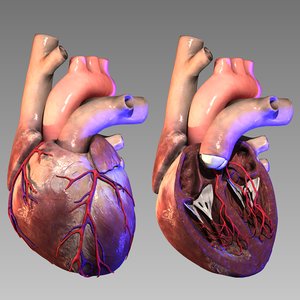 heart 3D