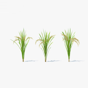 rice plant 3D model