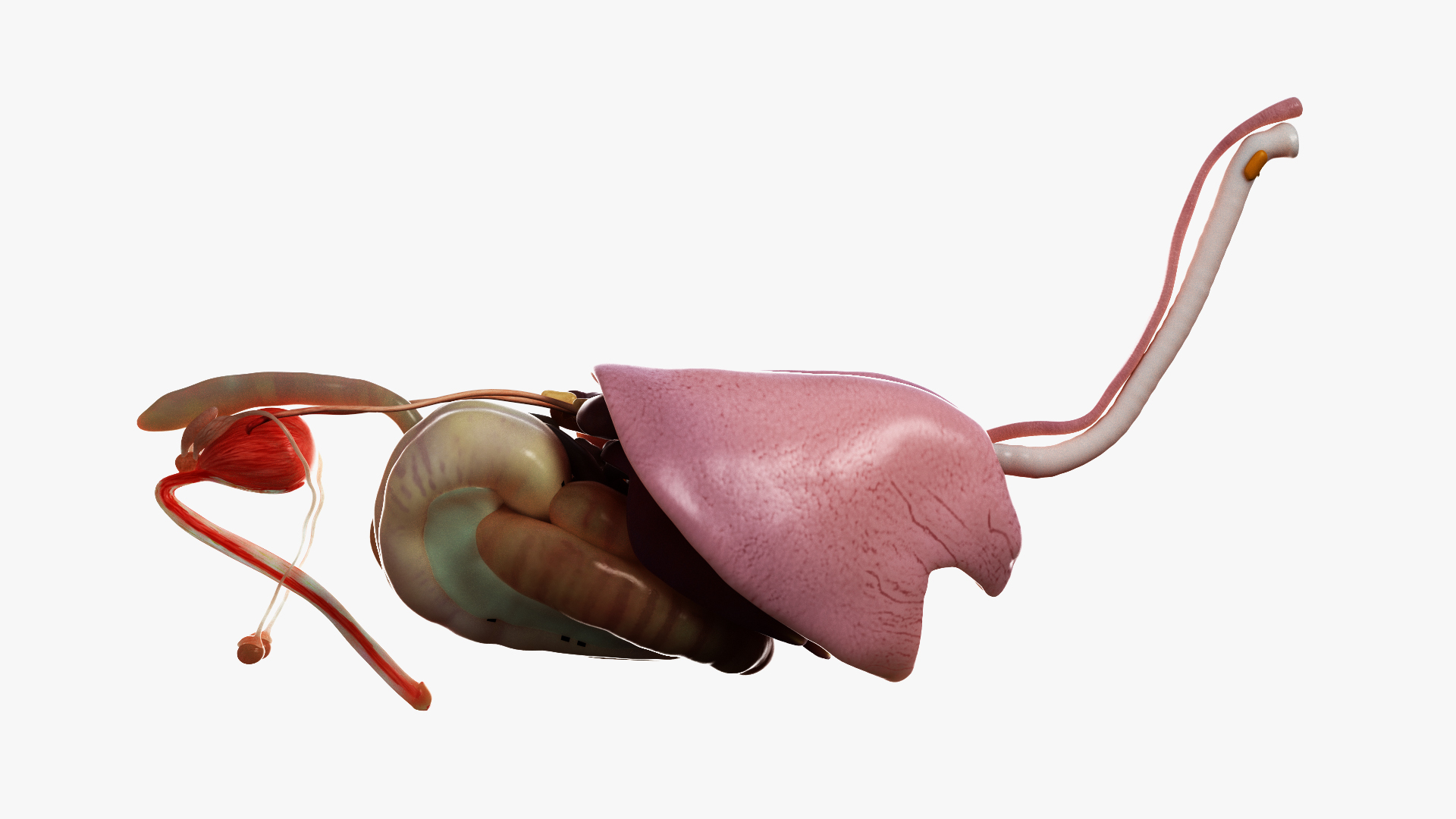 马皮,骨骼和器官的动画3d模型