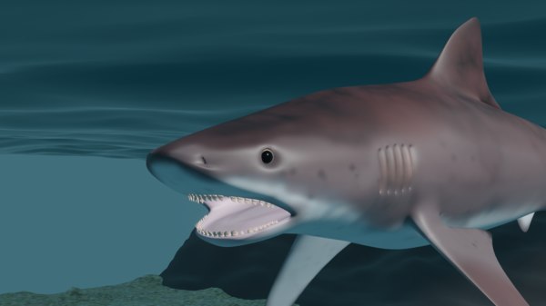 Shark Blender Models for Download | TurboSquid