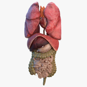 human internal organs anatomy model