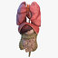 human internal organs anatomy model