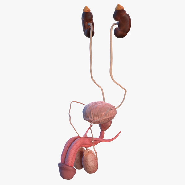 Modele 3d De Rein Humain Et Glande Surrenale Turbosquid
