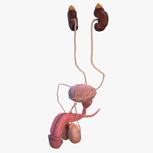 human kidney adrenal gland 3D model