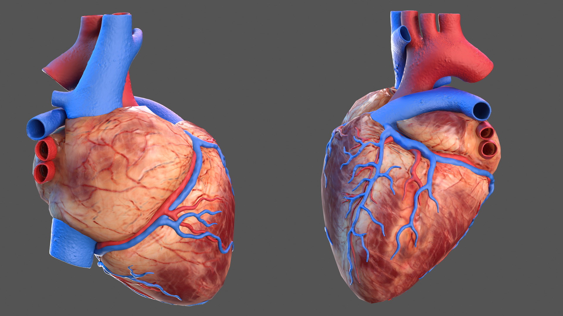 3d Model Human Heart Modeled Turbosquid 1468292