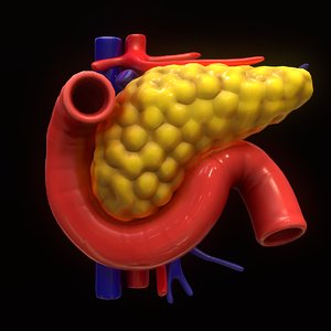 3D modeled pancreas human model