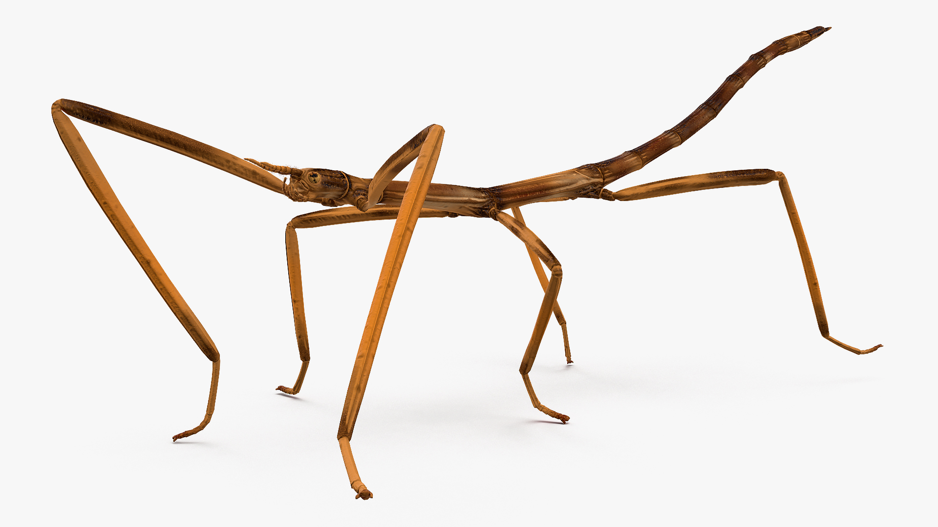 3d stick insect brown walking model